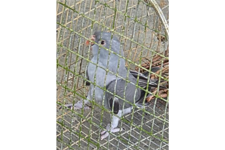 Ringneck Gris  Puerto Rico