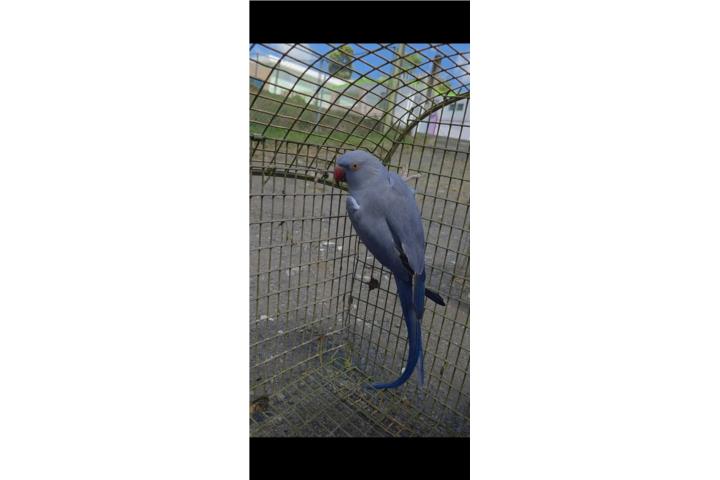 Ringneck Violeta  Puerto Rico