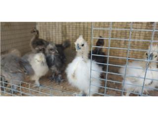 Pollitos Silkies sedoso  Puerto Rico