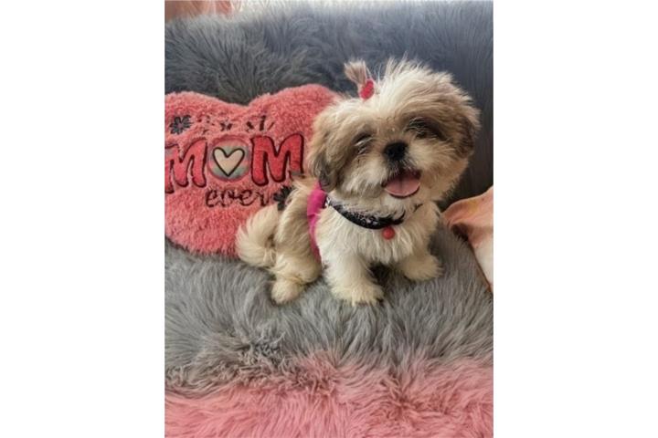 Sweetest Little Soul: Purebred Female Shih Tz Puerto Rico