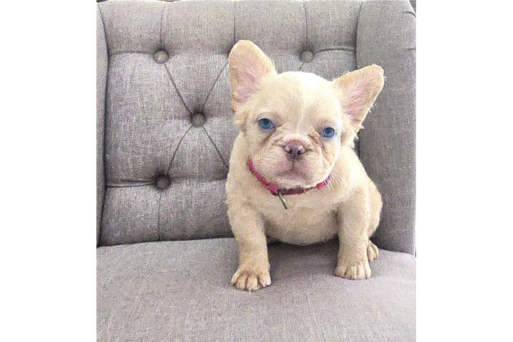 French Bull Dog Fluffy Puerto Rico