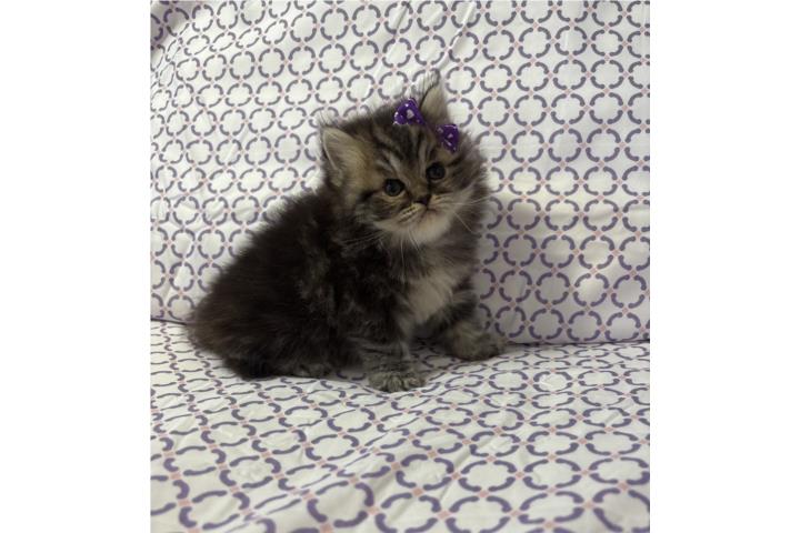 Persa hembra tabby doll face  Puerto Rico