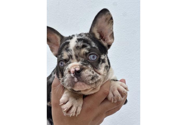French bulldog frenchie Puerto Rico