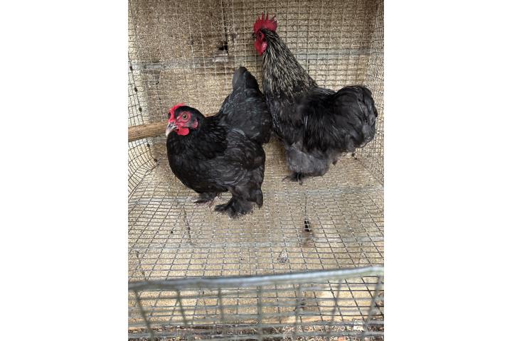 Pareja gallinas cochin enanas Puerto Rico