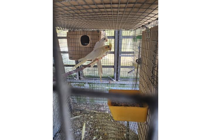 Pareja de cockatieles blanco  Puerto Rico