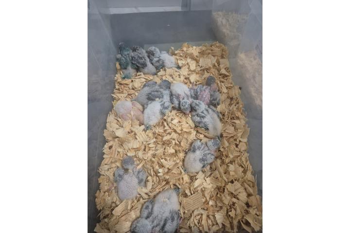 Hermosas bebe de Cotorras quakers  Puerto Rico