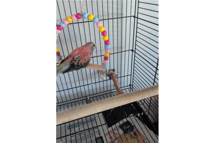 Red Rumped Parrot Puerto Rico