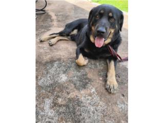 Perro para adopción  Puerto Rico