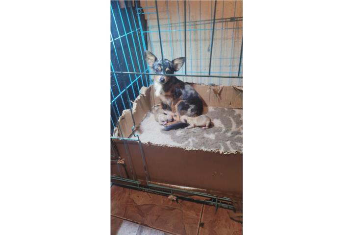 Chihuahua Puerto Rico