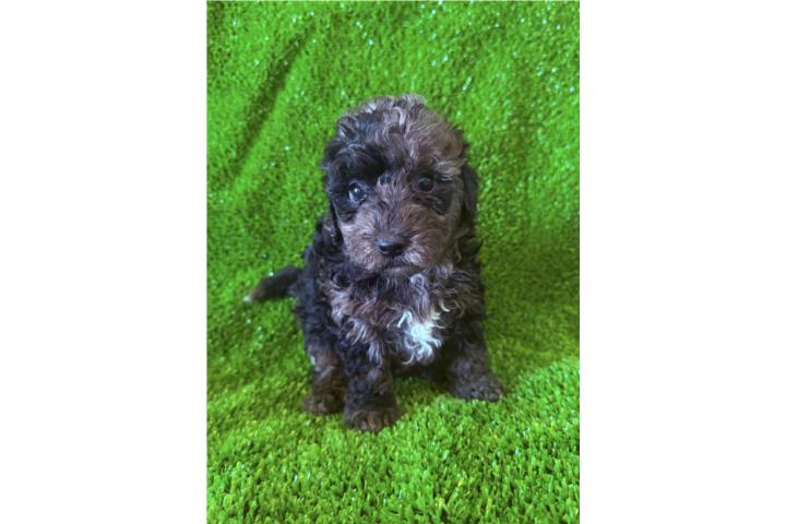 Mini bernedoodle color Merle Hembra Puerto Rico