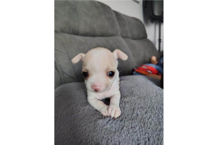 Chihuahua hembra cremita Puerto Rico