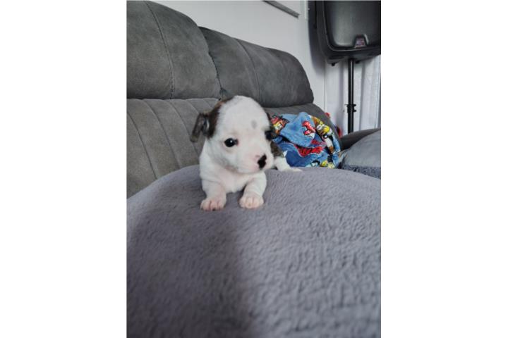 Chihuahua macho brindle Puerto Rico