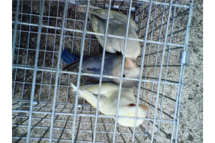 3 LOVEBIRDS ROSEICOLLIS FALLOWS WHITE FACE Puerto Rico