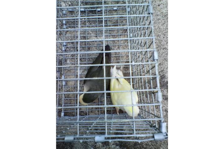 PAREJA DE LOVEBIRDS ROSEICOLLIS FALLOW W/F Puerto Rico