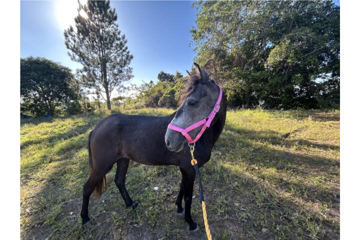 Yegua mira de 5 añitos paso corto y largo  Puerto Rico