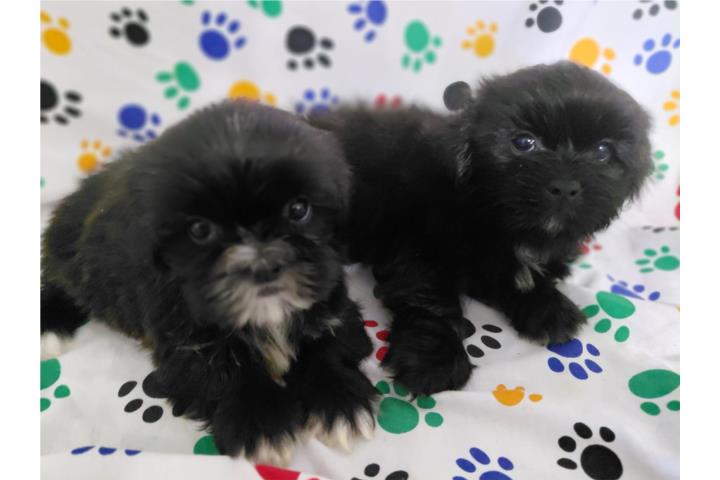 Shih tzus machitos  Puerto Rico