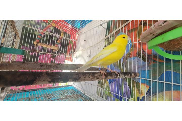 Canario amarillo  Puerto Rico