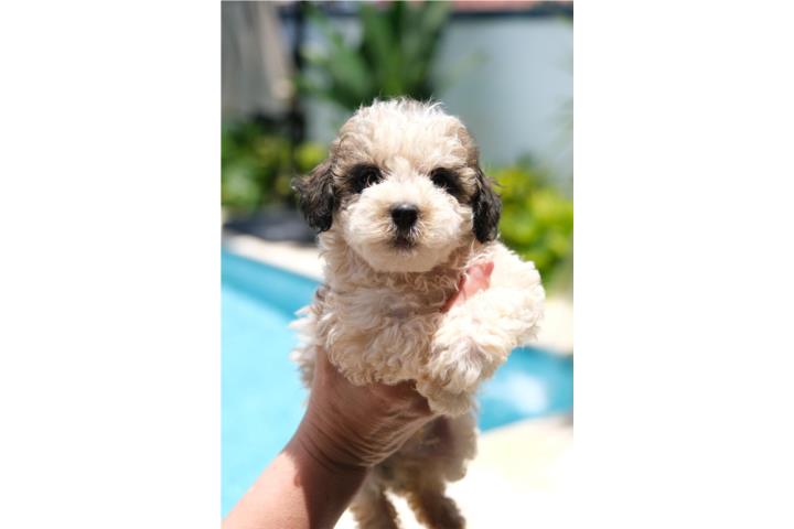 Minidoodle Puerto Rico