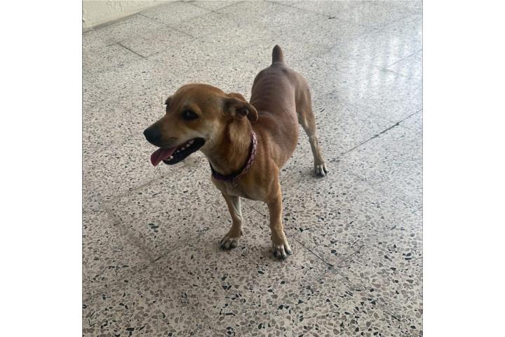 Perrita pequeña  Puerto Rico