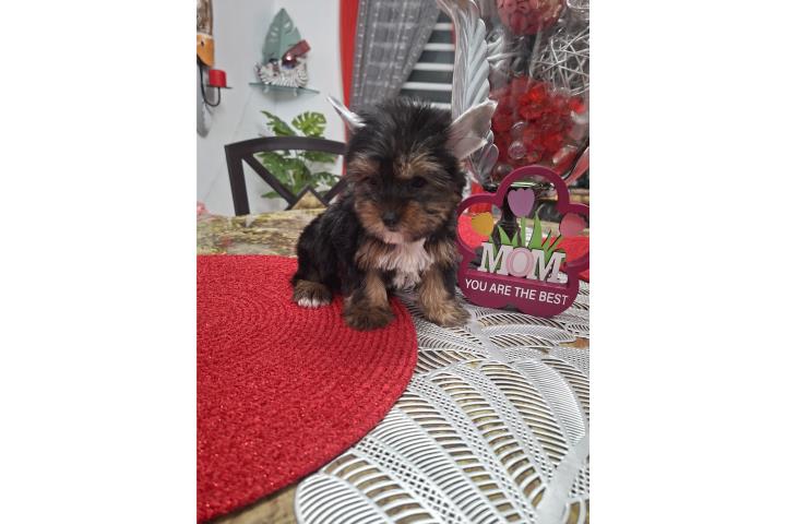 Yorkie hembra  Puerto Rico