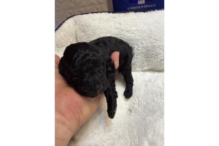 Toy poodle machitos  Puerto Rico