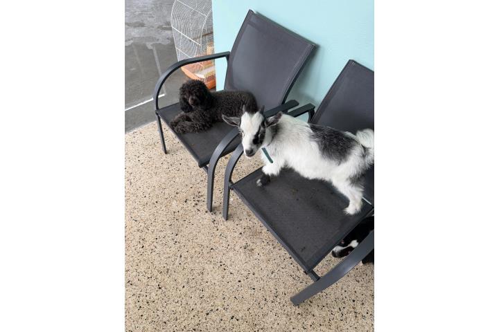 Cabro enano de 5 meses  Puerto Rico