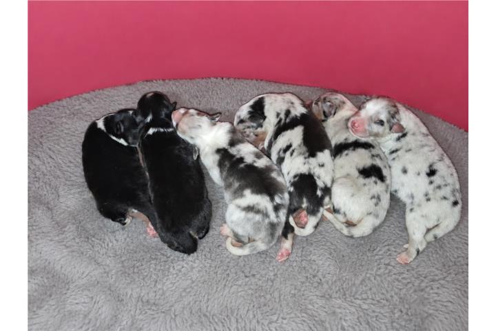Australian shepherd  Puerto Rico