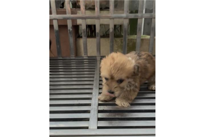 Maltipoo Hembra Toy  Puerto Rico