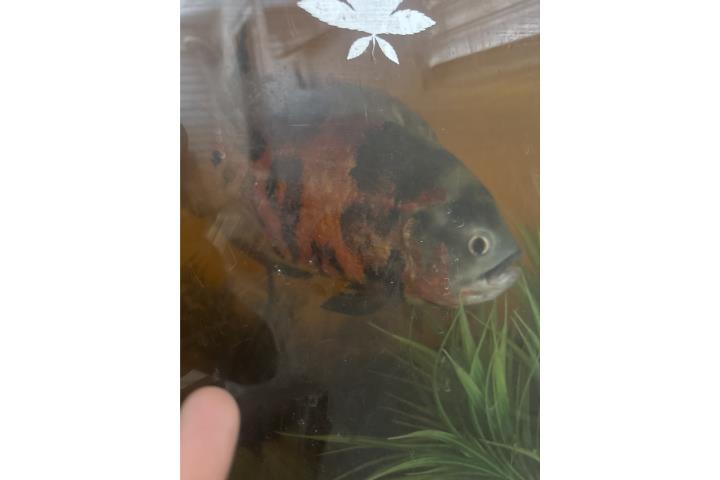Pez Oscar hembra de 4 años Puerto Rico