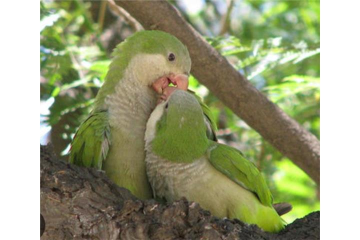 Quaker adulta pareja reproductora 240 Puerto Rico