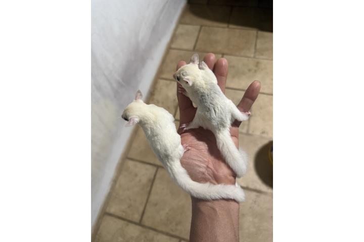 Sugar Glider blanco Puerto Rico