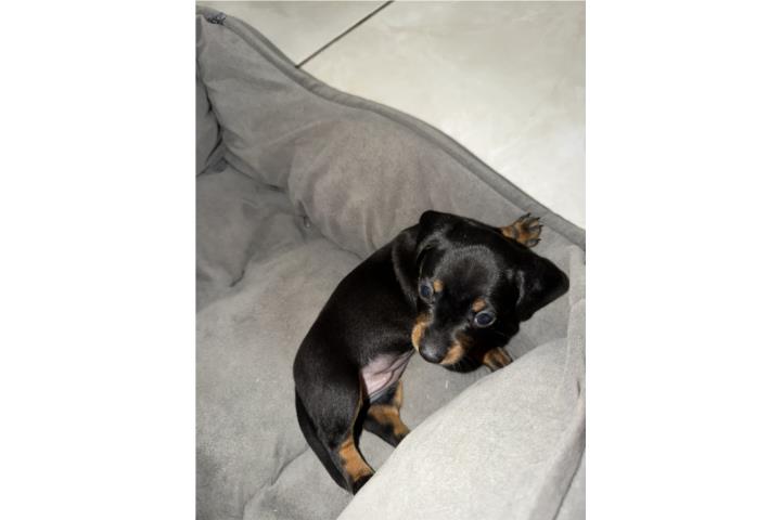 Perrita Salchicha Black & Tan Puerto Rico