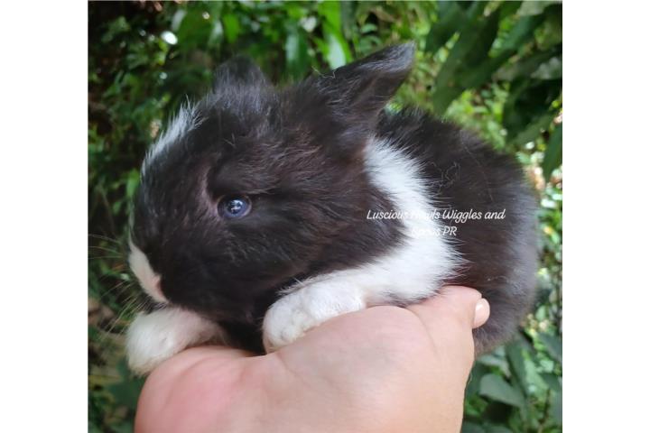 Conejos English Angora Puerto Rico