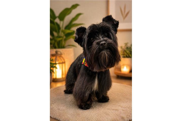 Yorkie exótico puppy NEGRO Puerto Rico