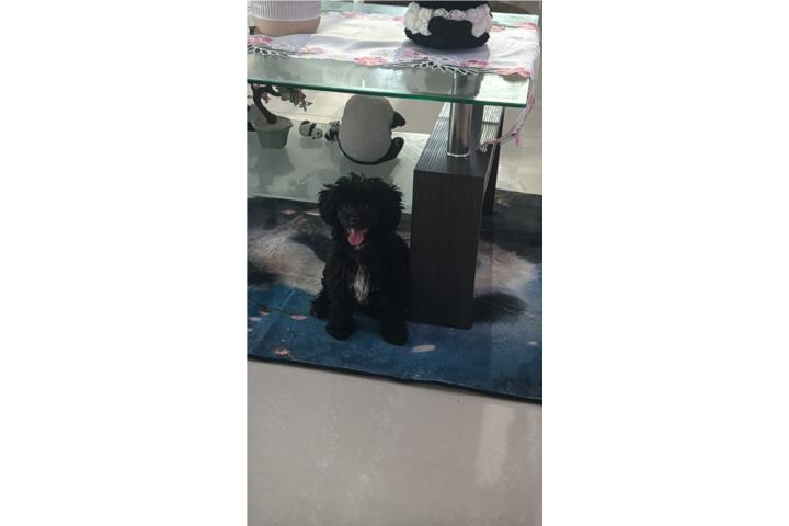 Se vende perrita toy poodle  Puerto Rico
