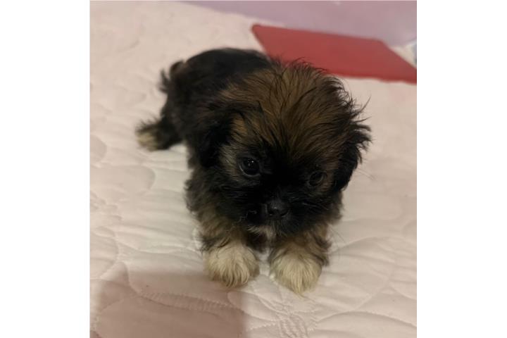 Shih tzu Puerto Rico