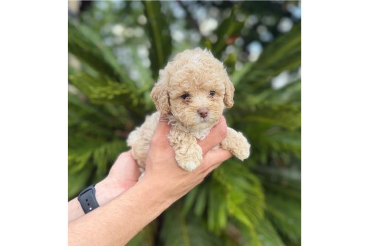 Poodle toy nene  Puerto Rico