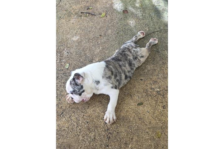 English Bulldog linaje de campeones  Puerto Rico