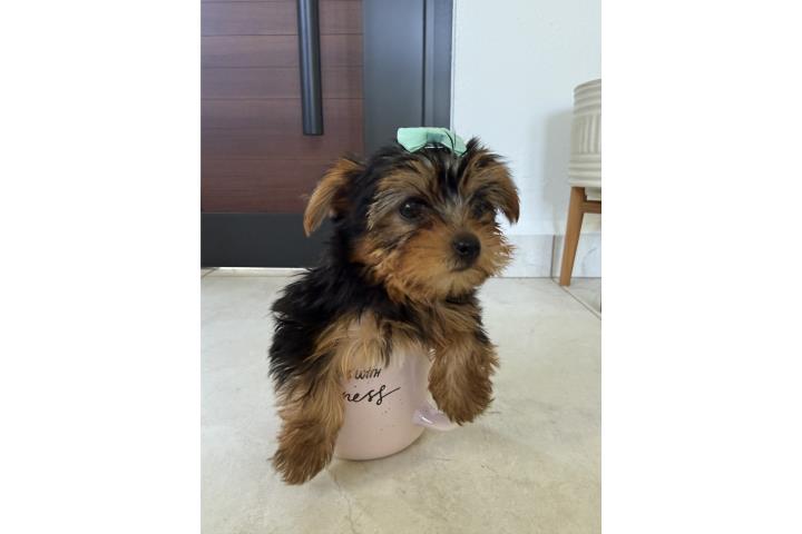 Yorkie hembra toy! Regalo madres  Puerto Rico