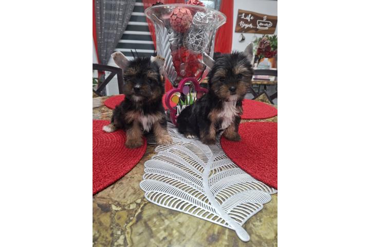Yorkie macho Puerto Rico