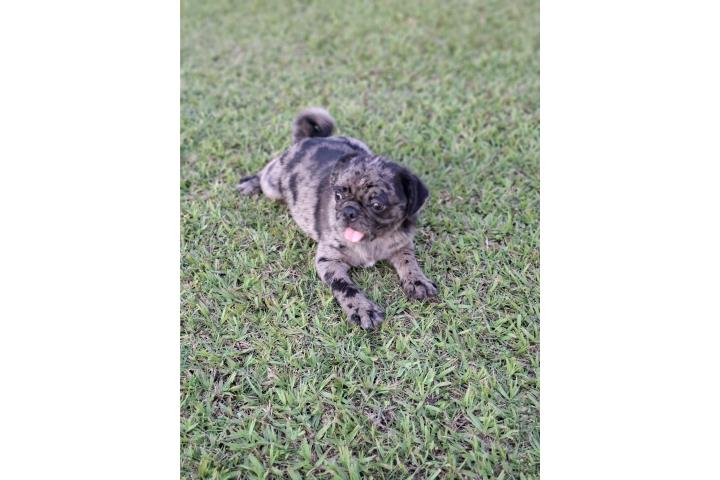 Pug Merly macho Puerto Rico