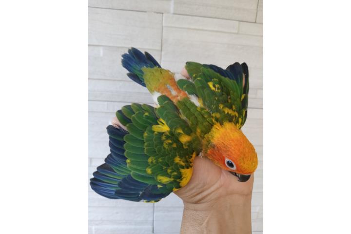 Hermosas cotorritas Son Conure ?????? Puerto Rico