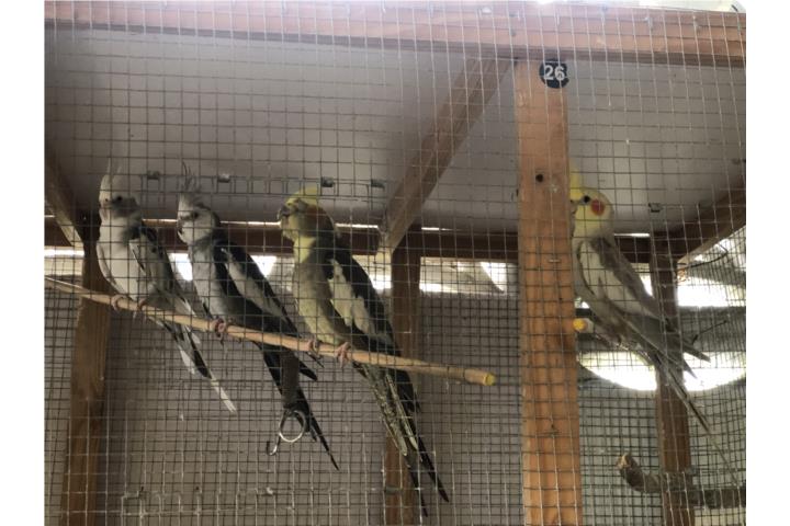 Cocktiel Puerto Rico