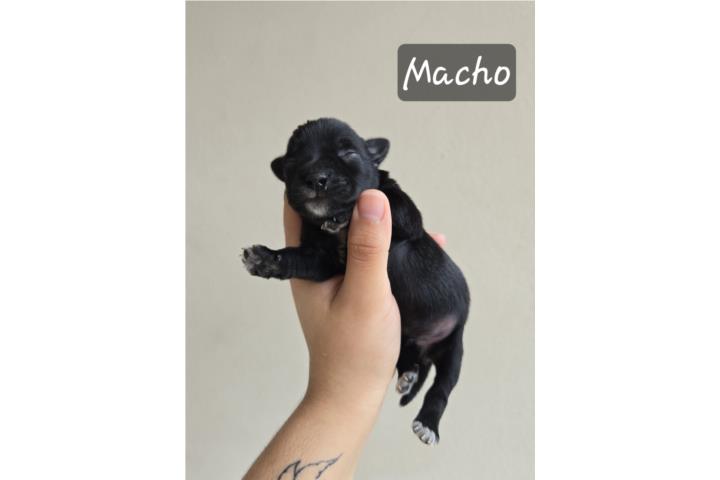 Mini Schnauzer Puerto Rico
