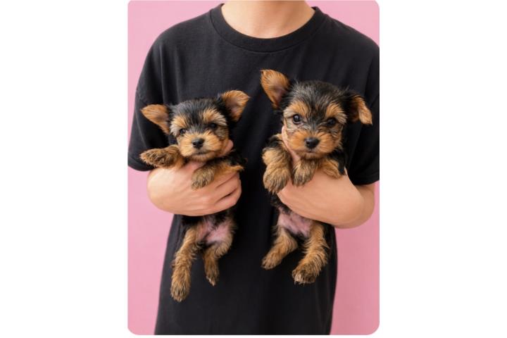 2 yorkies hembras y el 1 macho Puerto Rico