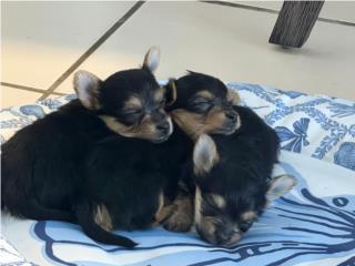 Yorkie Puerto Rico