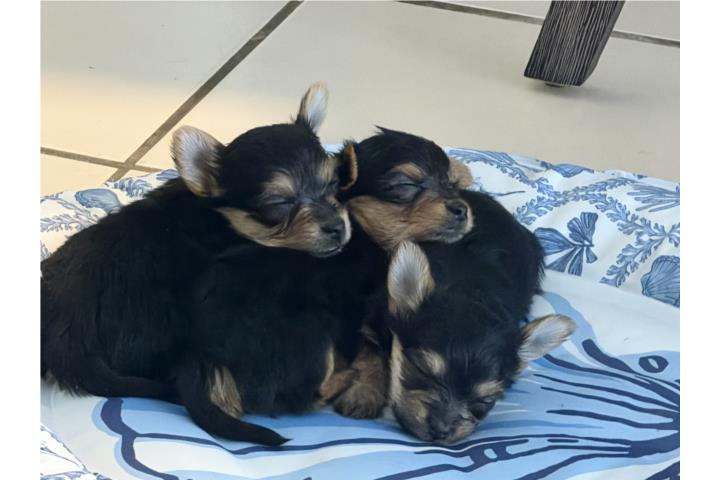 Yorkie Puerto Rico
