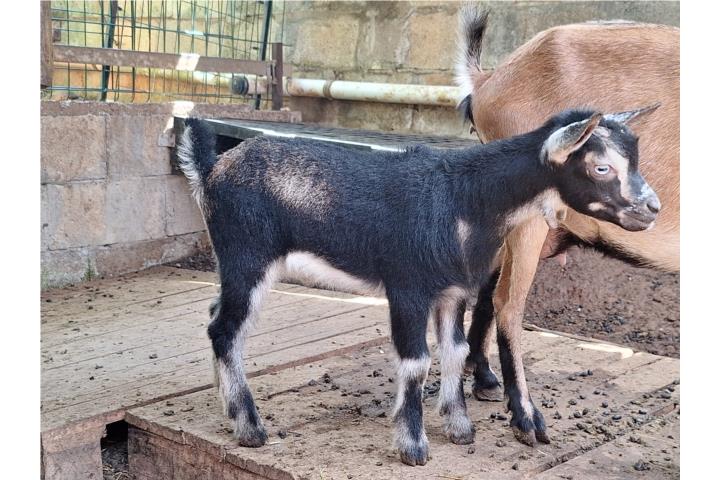 Cabrito Enano Nigerianos  Puerto Rico