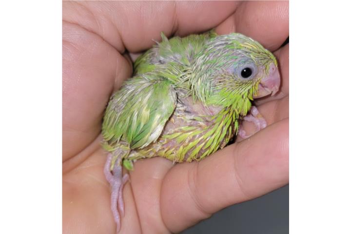 PARROTLET PARA CRIAR A MANO  Puerto Rico