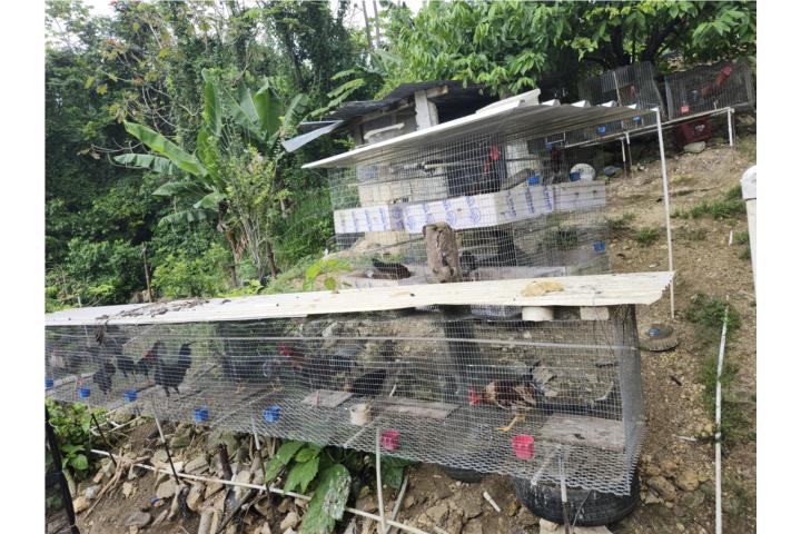 Gallos jaulas rejones etc  Puerto Rico